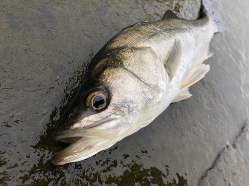 フッコ（マルスズキ）の釣果