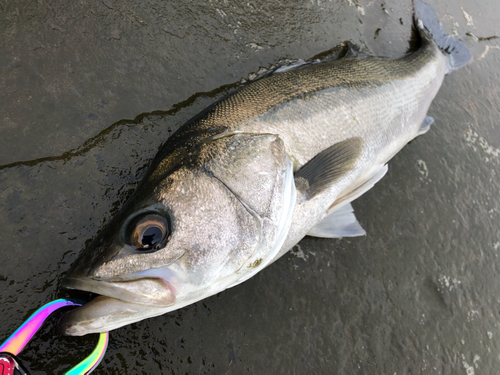 スズキの釣果