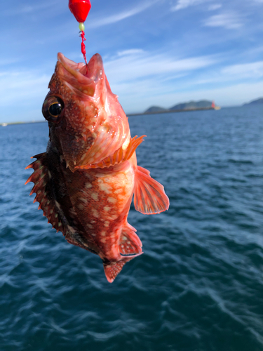 アラカブの釣果