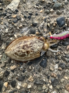 コウイカの釣果