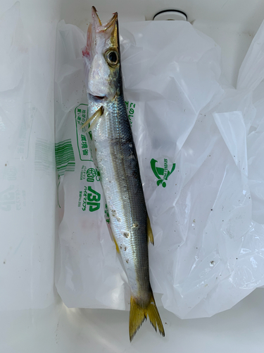 カマスの釣果