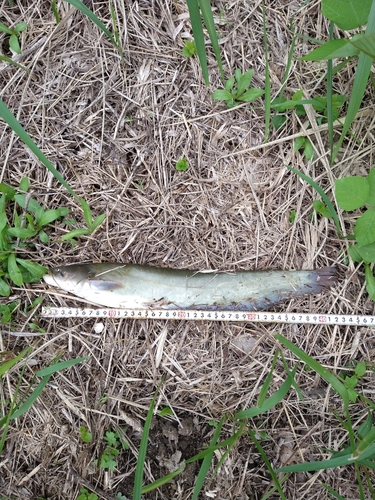 ナマズの釣果