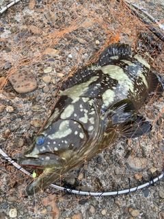 クエの釣果