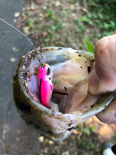 ラージマウスバスの釣果