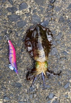 アオリイカの釣果