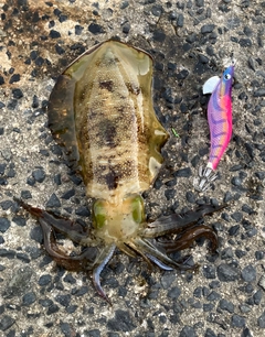 アオリイカの釣果