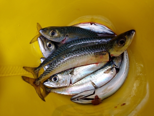 マサバの釣果