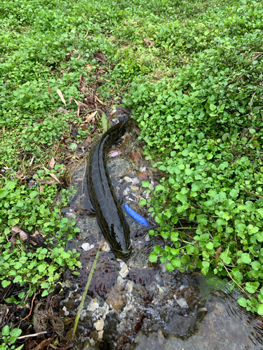 ライギョの釣果