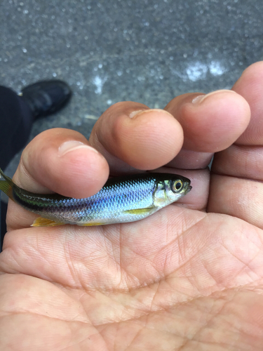 カワムツの釣果