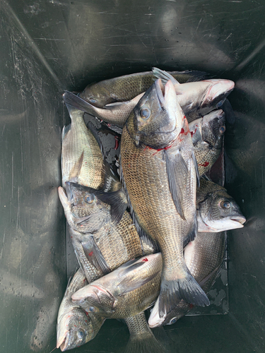 クロダイの釣果