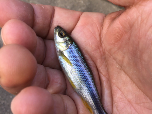 カワムツの釣果