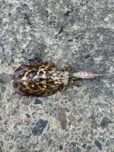 コウイカの釣果