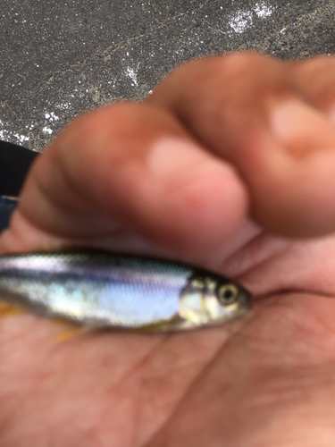 カワムツの釣果