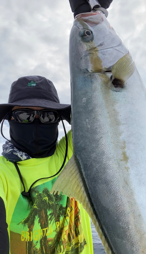 ヤズの釣果