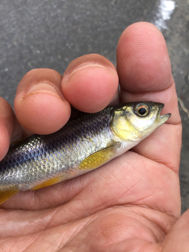 カワムツの釣果