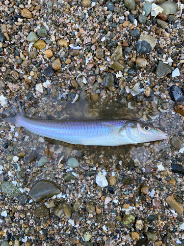 キスの釣果