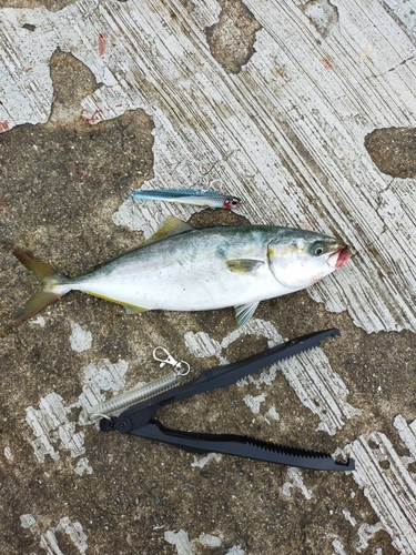 ツバスの釣果