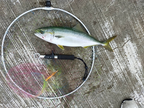 ハマチの釣果