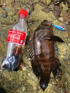 マハタの釣果