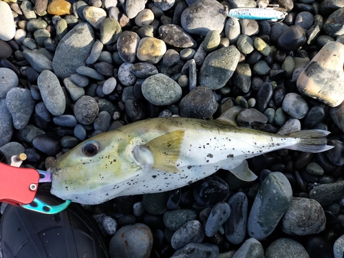 シロサバフグの釣果