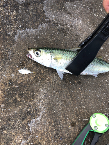 サバの釣果