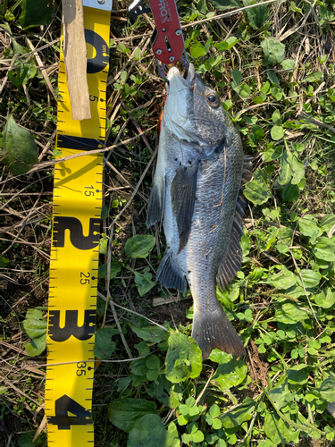 チヌの釣果