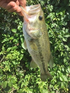 ラージマウスバスの釣果