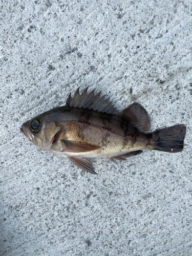 メバルの釣果