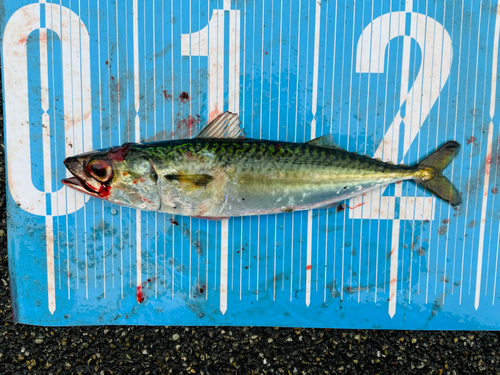 マサバの釣果