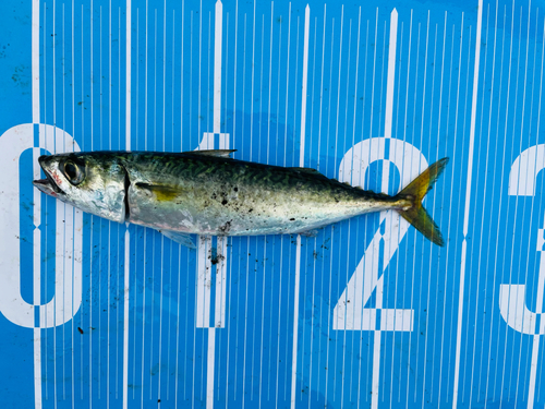 マサバの釣果