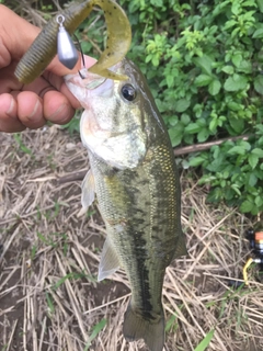 ラージマウスバスの釣果