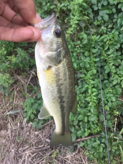 ラージマウスバスの釣果