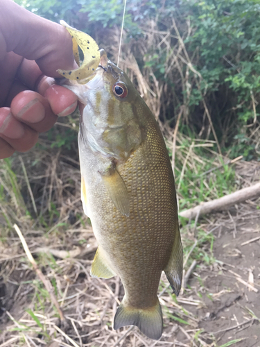 スモールマウスバスの釣果