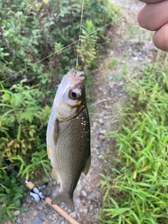 ウグイの釣果