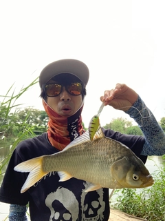 フナの釣果