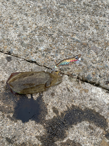 コウイカの釣果