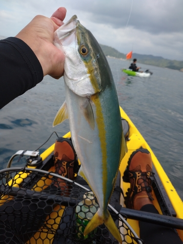 ハマチの釣果