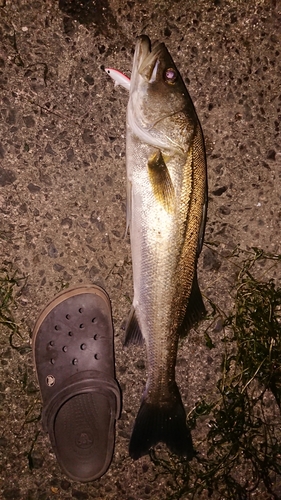 スズキの釣果