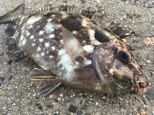 アイゴの釣果