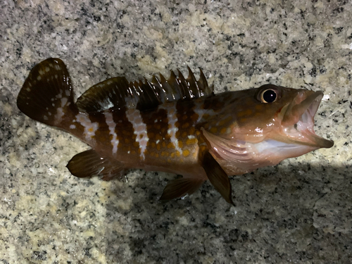 アコウの釣果