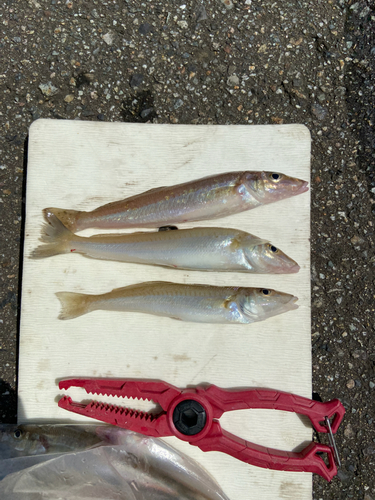 キスの釣果