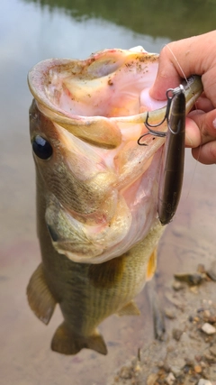 ラージマウスバスの釣果