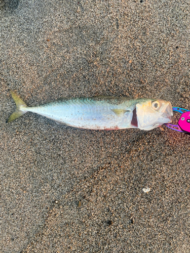 サバの釣果