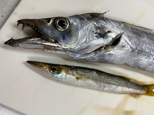 タチウオの釣果