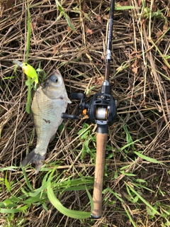 フナの釣果