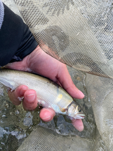 アユの釣果