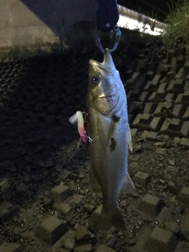 フッコ（マルスズキ）の釣果