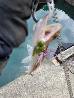 エソの釣果