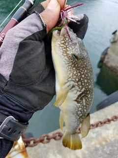 フグの釣果