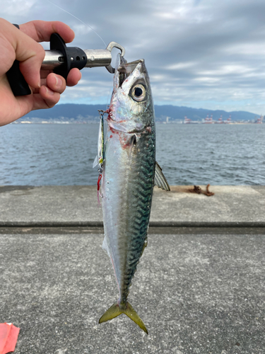 マサバの釣果